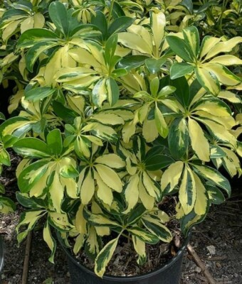 Schefflera arboricola 'Trinette' Bare Root Live Plant - 10-12" Variegated Umbrella Tree