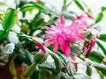 Christmas Cactus Starter Plant | Sunset Strip Schlumbergera Truncata (Well-Rooted Plug)