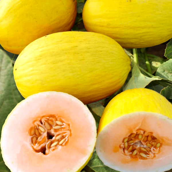 Crenshaw Melon Seeds - Heirloom, Non-GMO | 6-10 lb Fruits, 115 Days