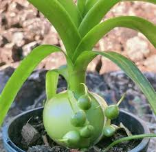 Albuca bracteata 'Pregnant Onion' Bare Root Live Plants - 5 Pack