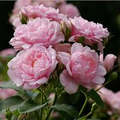 Pink Damask Hedge Rose (Rosa damascena) - 4" Planter, Well-Rooted Starter Plant