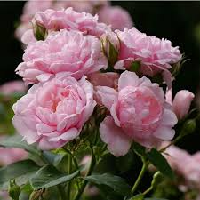 Pink Damask Hedge Rose (Rosa damascena) - 4" Planter, Well-Rooted Starter Plant
