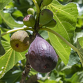 Hardy Chicago Fig Seeds - 100 Non-GMO Seeds for Cold-Hardy Figs (USDA Zones 5-11)