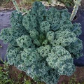 Dwarf Blue Curled Scotch Kale Seeds - 1,500 Non-GMO Heirloom, Cold Hardy