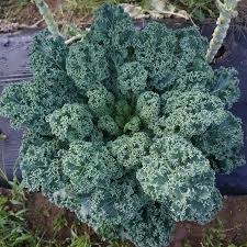 Dwarf Blue Curled Scotch Kale Seeds - 1,500 Non-GMO Heirloom, Cold Hardy