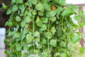 Dischidia Nummularia Cutting | Hanging Basket Epiphytic Plant | 1 Fresh Cutting