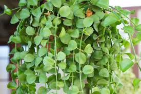 Dischidia Nummularia Cutting | Hanging Basket Epiphytic Plant | 1 Fresh Cutting