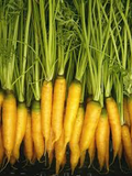 Yellowstone Carrot Seeds - Heirloom 1000+ Yellow Carrots, Sweet & Tender, 70-75 Days