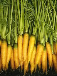 Yellowstone Carrot Seeds - Heirloom 1000+ Yellow Carrots, Sweet & Tender, 70-75 Days