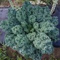 Dwarf Blue Curled Scotch Kale Seeds - Brassica oleracea, Heirloom, Non-GMO, 1g