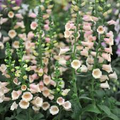 Apricot Beauty Foxglove Seeds - Digitalis purpurea | Biennial, 72" Tall, Apricot-Pink Blooms