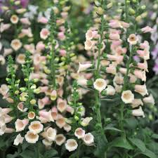 Apricot Beauty Foxglove Seeds - Digitalis purpurea | Biennial, 72" Tall, Apricot-Pink Blooms