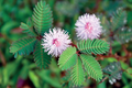 Dwarf Sensitive Plant Seeds (Mimosa pudica) – 10 Seeds, Touch-Responsive Houseplant