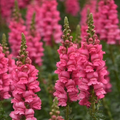 Antirrhinum majus Potomac Dark Pink Snapdragon Seeds - 1000+ Seeds for Garden & Cut Flowers
