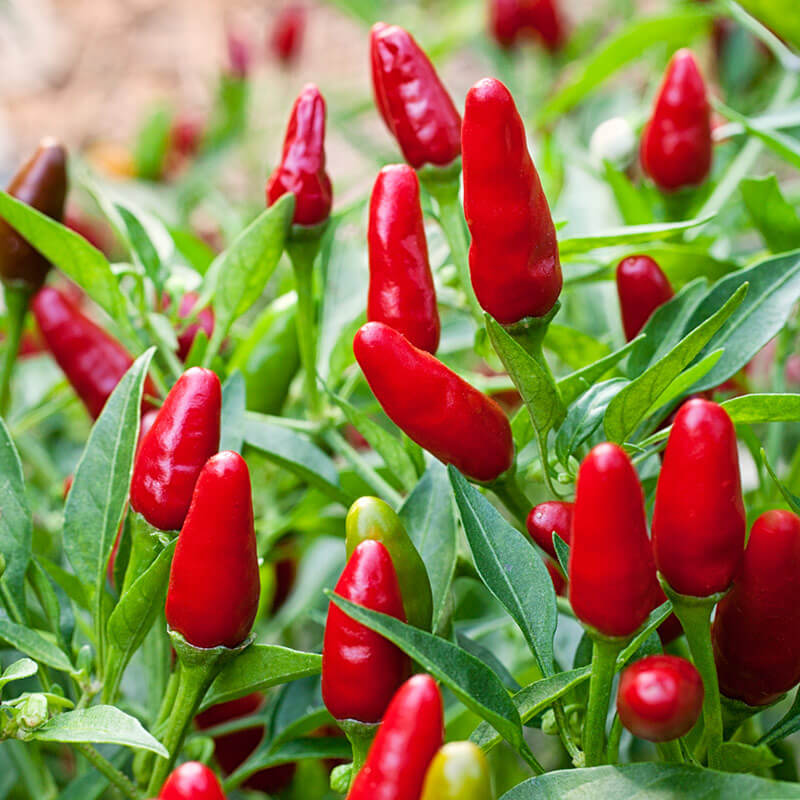 Thai Hot Pepper Seeds Capsicum frutescens — 250mg, Very Hot, Non-GMO