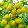Yellow Rambutan Tree - Grafted Nephelium lappaceum Starter Plant (24-36")
