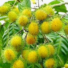 Yellow Rambutan Tree - Grafted Nephelium lappaceum Starter Plant (24-36")