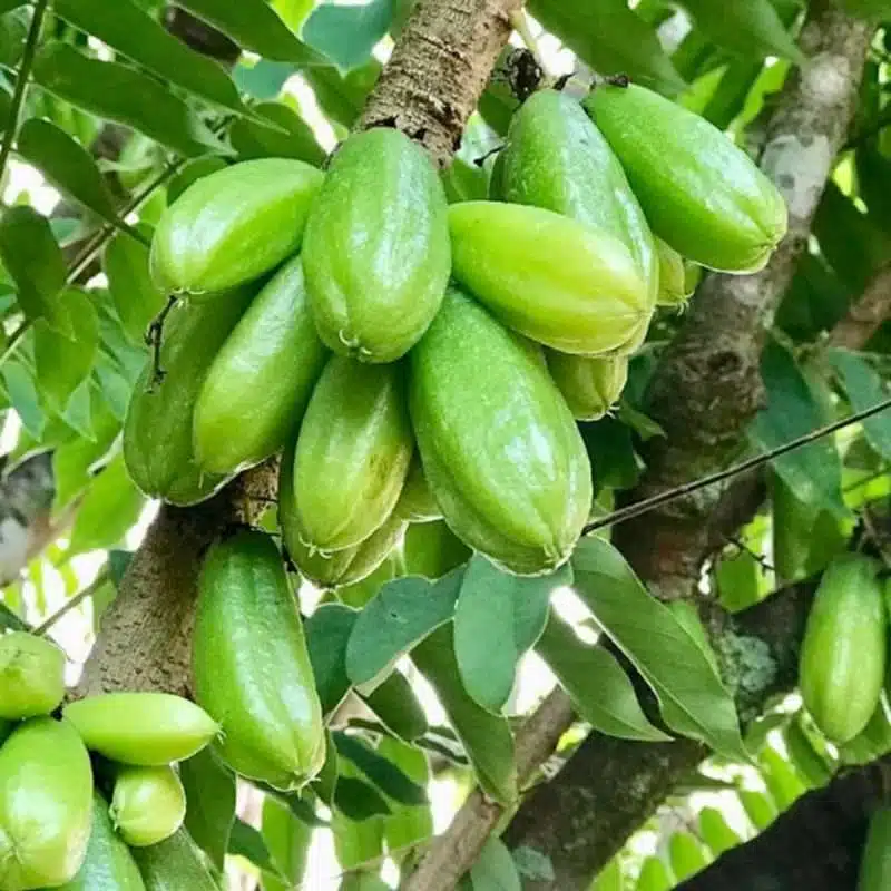 Bilimbi Cucumber Tree (Averrhoa bilimbi) - 1-2 ft Starter Plant