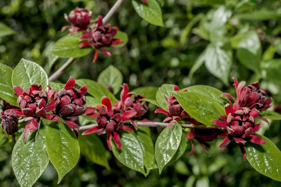Sweetshrub Seedlings for Planting | Calycanthus Starter Plant, Rooted Live Seedlings
