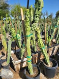 Totem Pole Obesa Cactus Cutting (9.5"–12"), Unrooted Propagation Sample - Lophocereus schottii var. monstrosus
