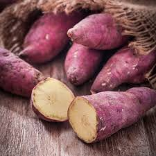 Japanese Murasaki Sweet Potato Vines - 20 Rooted Cuttings, Red Skin Yellow Flesh