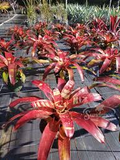 Bromeliad Neoregelia Gazpacho Starter Plant | Neoregelia Gazpacho - Red & Orange Foliage