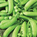 Pea Edible Pod Sugar Snap Seeds (Pisum sativum) - 1/4 oz, Heirloom, Non-GMO
