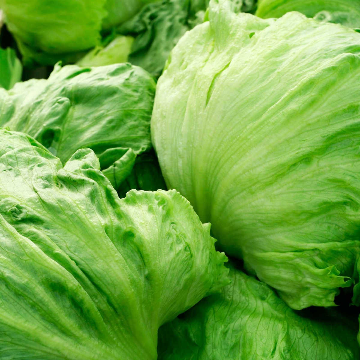 Iceberg Lettuce Seeds - Non-GMO, Heirloom, 400 Seeds, 70 Days