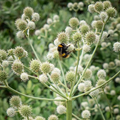 Eryngium Yuccifolium (Rattlesnake Master) Seeds - 250 Seeds for Drought-Tolerant Native Perennial