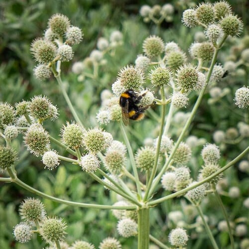 Eryngium Yuccifolium (Rattlesnake Master) Seeds - 250 Seeds for Drought-Tolerant Native Perennial