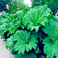 Gunnera manicata Seeds (25) - Dinosaur Food Giant Rhubarb, Hardy Bog Plant