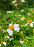 Bidens alba (Spanish Needles) Seeds – 25 Seeds, Drought-Tolerant Pollinator Magnet