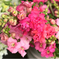 Antirrhinum majus Madame Butterfly Rose Snapdragon Seeds - 1000+ Seeds for Garden & Cut Flowers