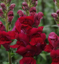 Antirrhinum majus Potomac Crimson Snapdragon Seeds - 1000+ Deep Red Blooms