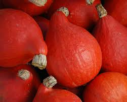 Red Kuri Squash Seeds – Non-GMO Heirloom Winter Squash, 92 Days