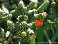 Consolea moniliformis Unrooted Cactus Cutting (4–7" Pad) - Rare Opuntia Starter Plant
