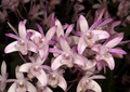 Dendrobium kingianum Orchid - Fragrant Pink Miniature, 5-Inch Bare Root Starter Plant