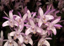 Dendrobium kingianum Orchid - Fragrant Pink Miniature, 5-Inch Bare Root Starter Plant