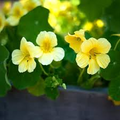 Moonlight Nasturtium Seeds (Tropaeolum majus) - 15 Seeds, Creamy-Yellow Flowers, Edible Flowers & Leaves