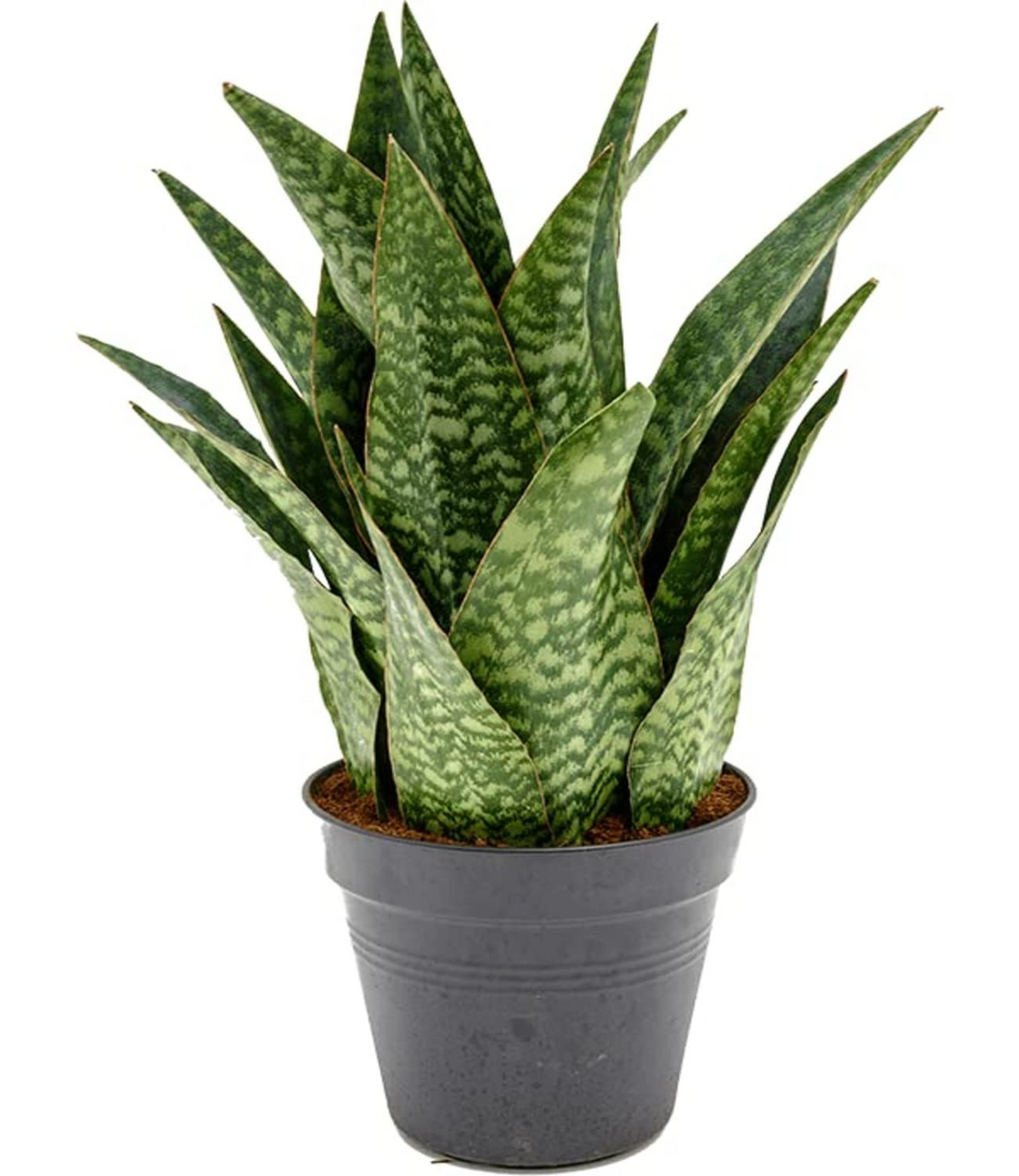 Sansevieria francisii Live Succulent Plant - 7-10" tall in 4" Pot