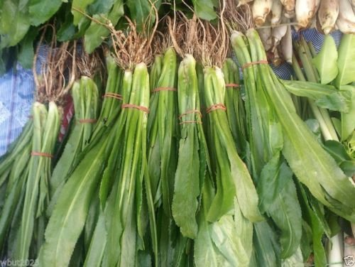 Culantro Ngo Gai Seeds for Planting (100mg) - Eryngium foetidum | Tropical Culinary Herb