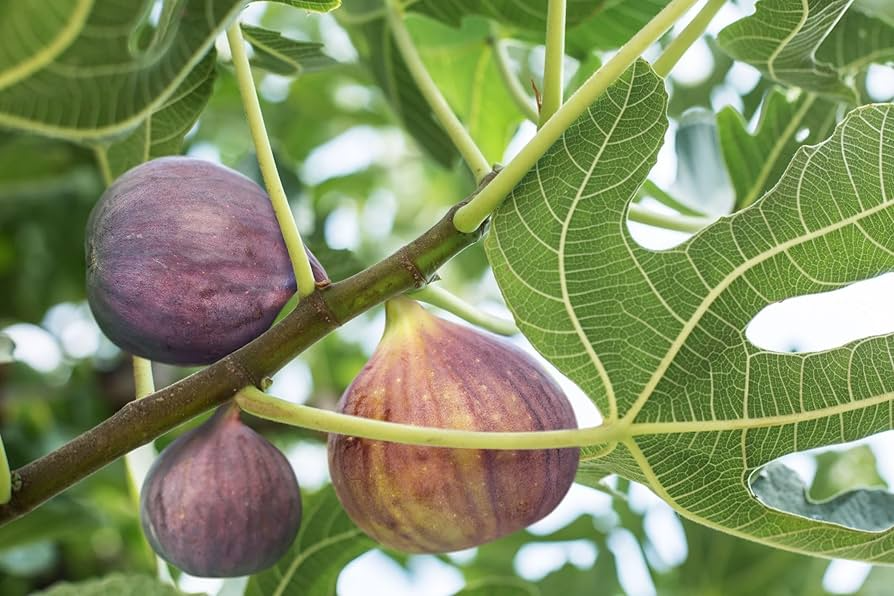 Ischia Fig (Ficus carica) Live Well-Rooted Starter Plant | Zone 6-9