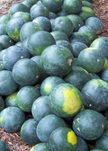 Sugar Baby Watermelon Seeds - Heirloom, Non-GMO, 6-12 lb Fruit, 80 Days (USA Zones 3-10) - 25-2,500 seeds