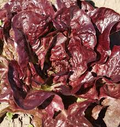 Rouge De Hiver Red Romaine Lettuce Seeds - Heirloom, Non-GMO, 1g