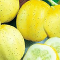 Lemon Cucumber Seeds - Heirloom, Non-GMO, Golden Round Cucumbers for Salads & Pickling