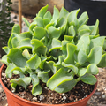 Ripple Jade Succulent - 3" Rooted Plant, Crassula arborescens undulatifolia