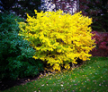 Spicebush Lindera benzoin - 2 Bare Root Plants, 12", Zones 4-9