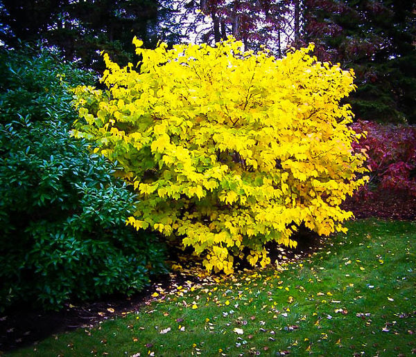 Spicebush Lindera benzoin - 2 Bare Root Plants, 12", Zones 4-9