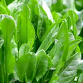 Sorrel Seeds - Heirloom Non-GMO, Tangy Lemon Flavor, Perennial Herb, 18-24" Tall (Zones 3-9) - 65 Days