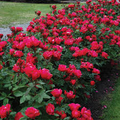 Knock Out Red Rose Bush Cuttings - 6" Unrooted Live Plant, Rosa 'Radrazz' (Zones 5-9)